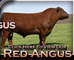 redangus_sales_news.html